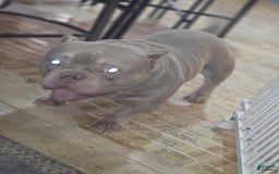American Bully dogs for sale: Rollie - Image 7