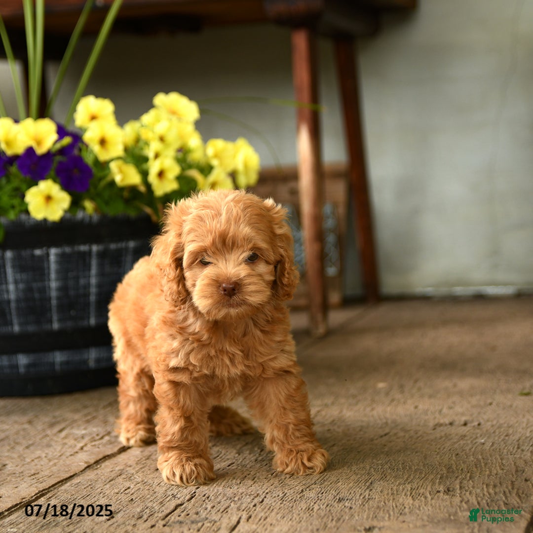 Cockapoo dogs for sale: Cockapoo 9 puppies - Image 11
