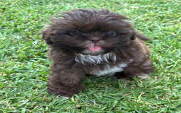 Shih Tzu dogs for sale: Kaylee - Image 13