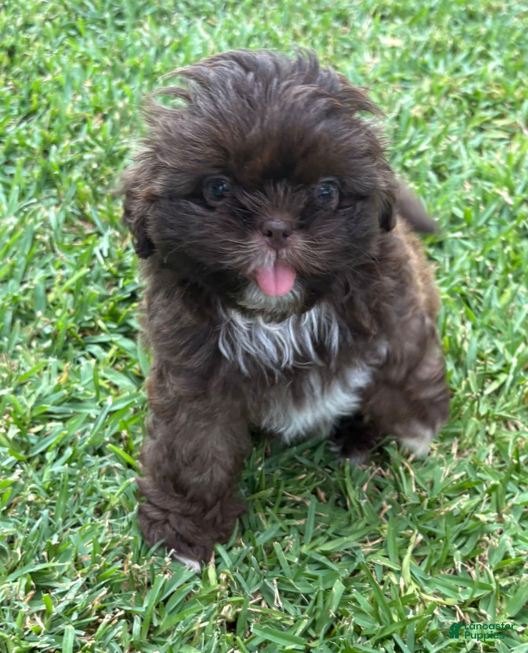 Shih Tzu dogs for sale: Kaylee - Image 13