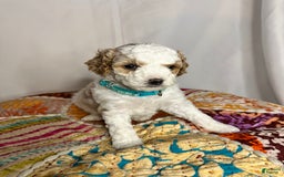Standard Poodle dogs for sale: Jupiter - Image 4