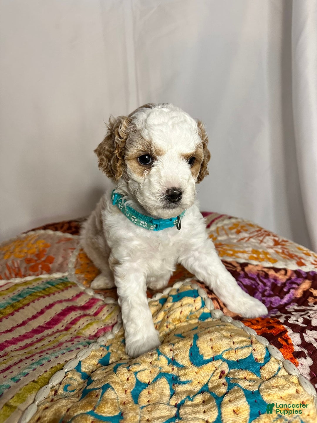 Standard Poodle dogs for sale: Jupiter - Image 4