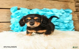 Miniature Dachshund dogs for sale: Midnight - Image 3