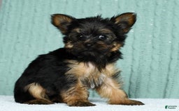 Yorkshire Terrier dogs for sale: Austin - Image 7