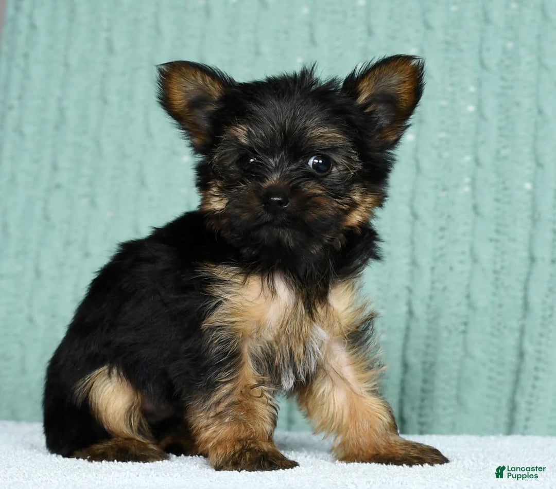 Yorkshire Terrier dogs for sale: Austin - Image 7