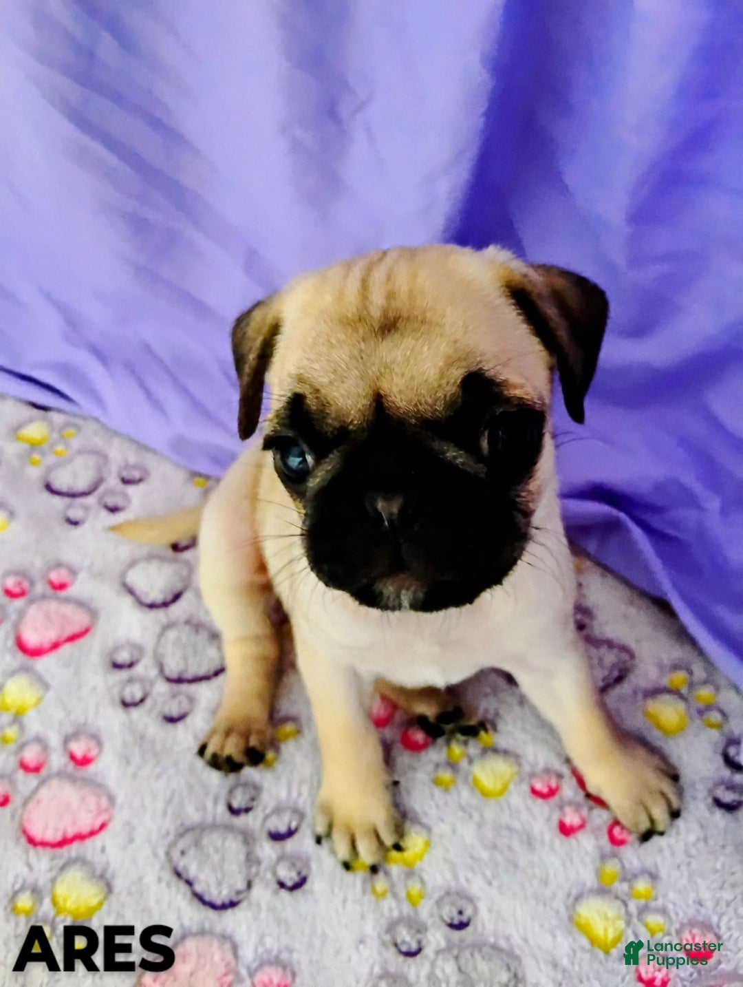 Pug dogs for sale: Ares - Image 1