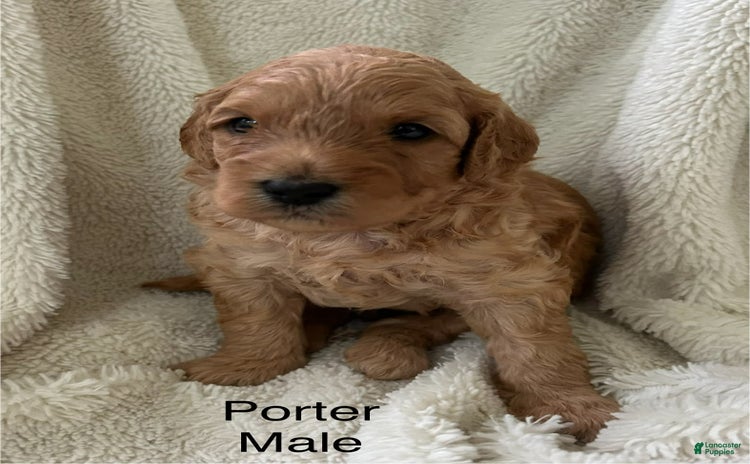 Mini Goldendoodle dogs for sale - Ad 1