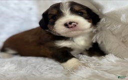 Bernedoodle dogs for sale: Tri Color Girl - Image 5
