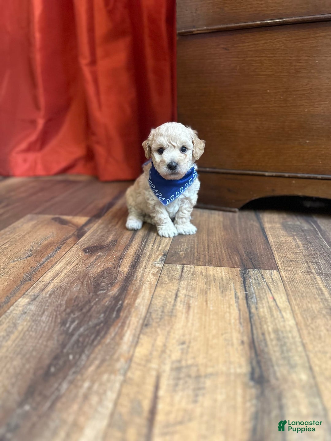 Bichpoo dogs for sale: Clyde - Image 8