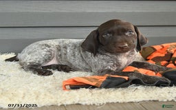German Shorthaired Pointer dogs for sale: Amber - Image 1
