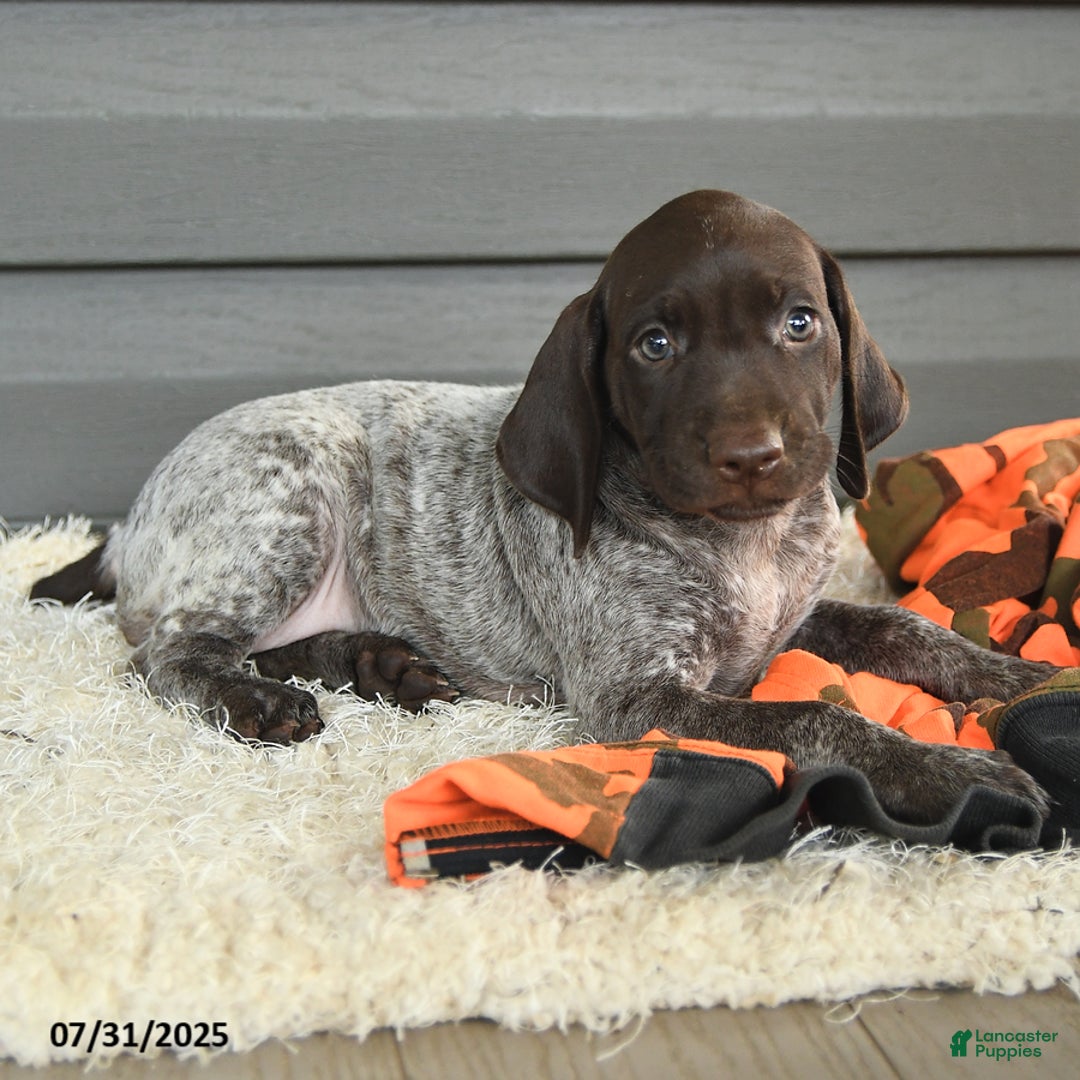 German Shorthaired Pointer dogs for sale: Amber - Image 1
