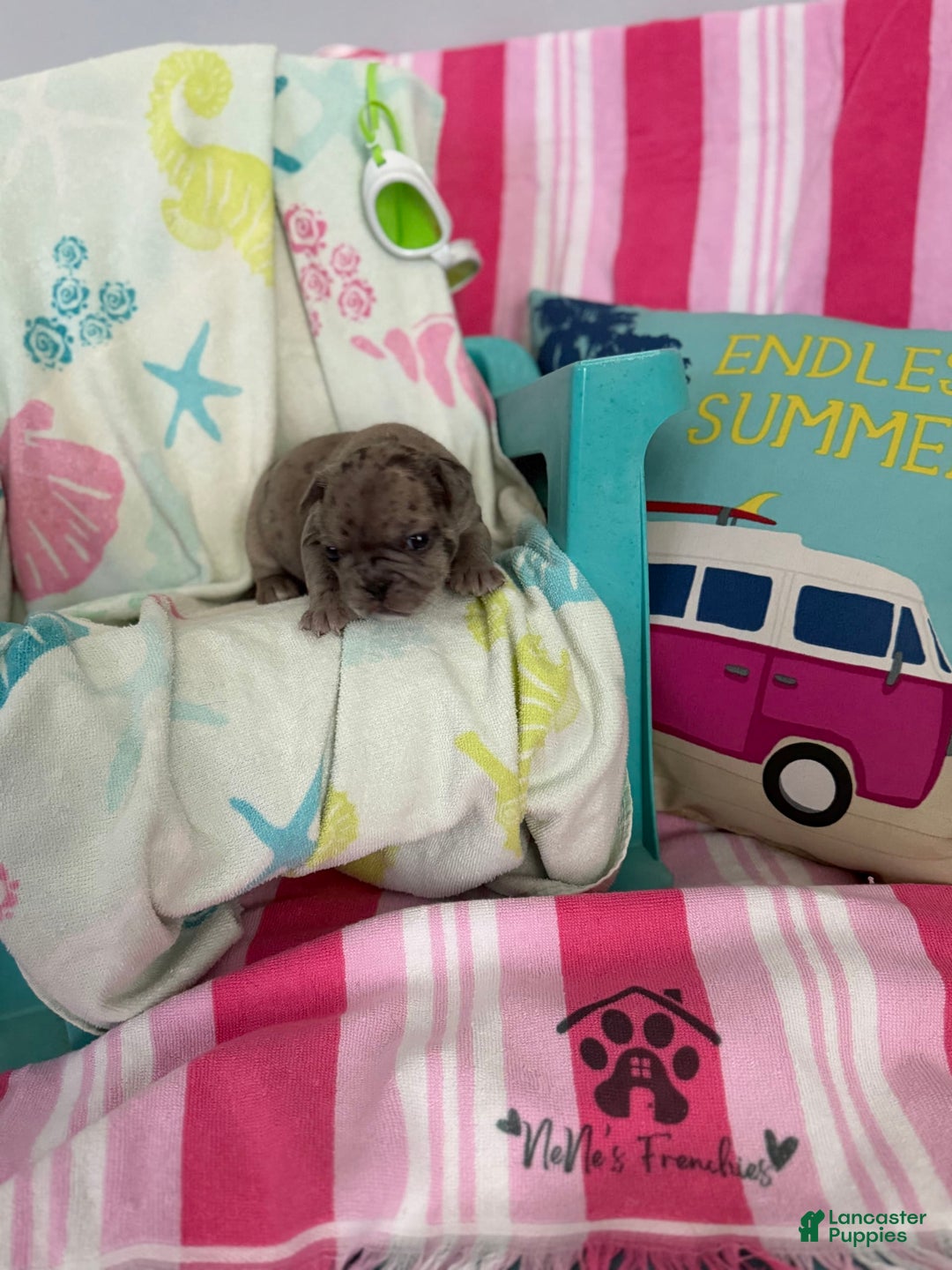 French Bulldog dogs for sale: Akc Blue Merle - Image 12