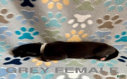 Great Dane dogs for sale: Grey - Image 4