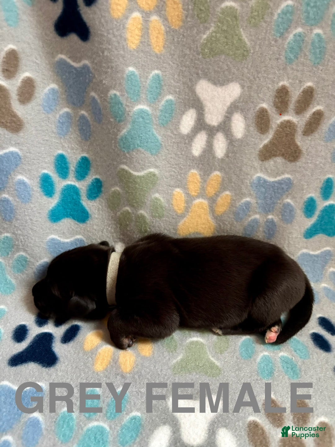 Great Dane dogs for sale: Grey - Image 4