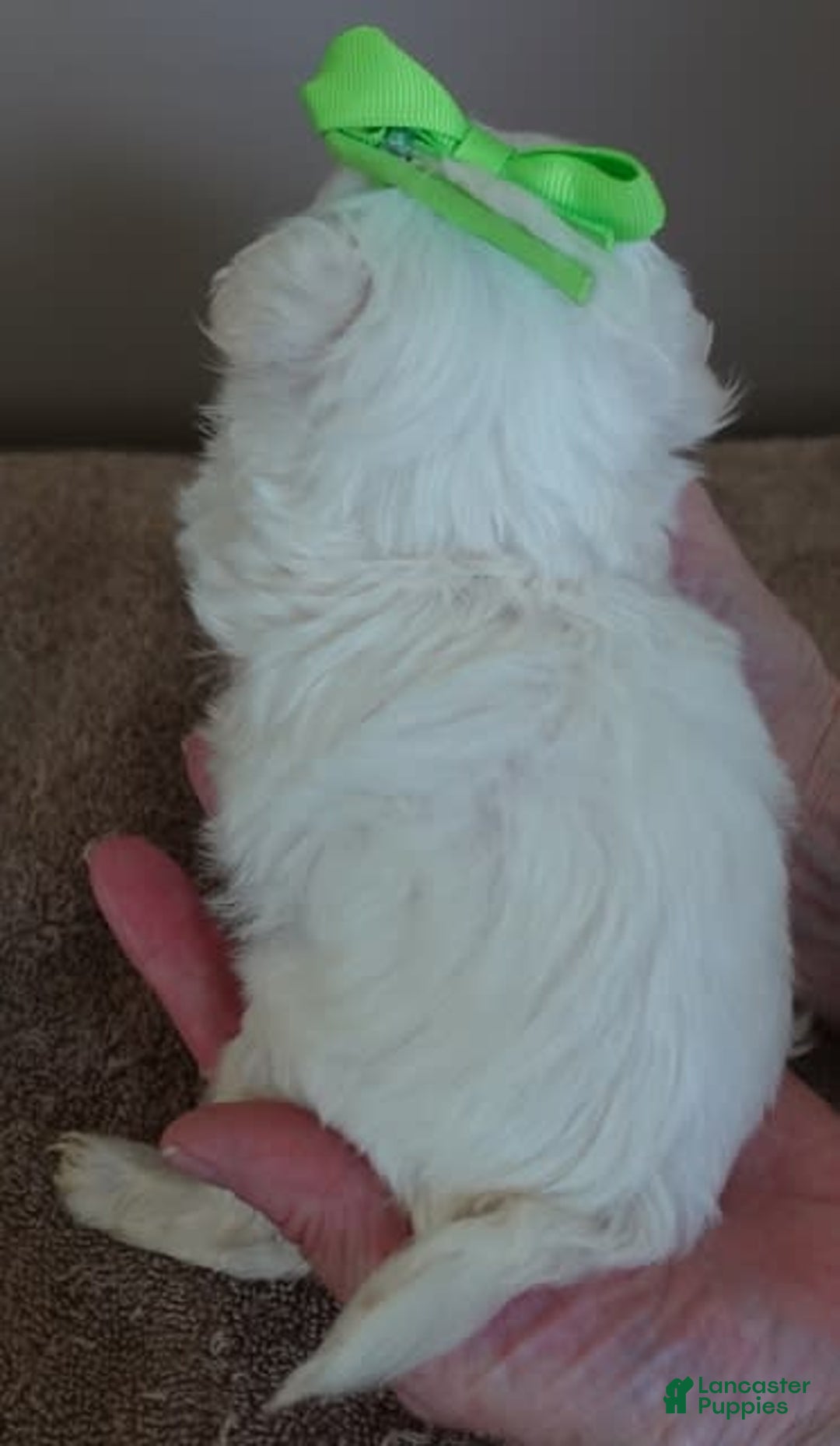 Maltipoo dogs for sale: Beans - Image 8