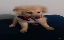 Pomeranian dogs for sale: Coconut - Image 4