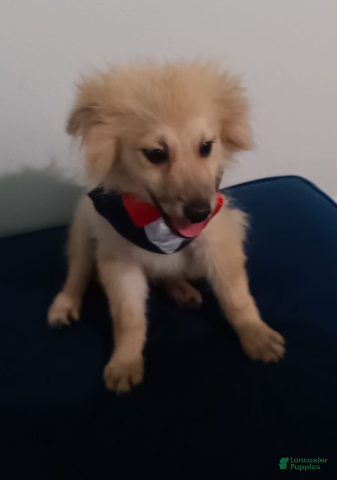 Pomeranian dogs for sale: Coconut - Image 4