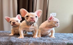 French Bulldog dogs for sale: Jo Jo - Image 3