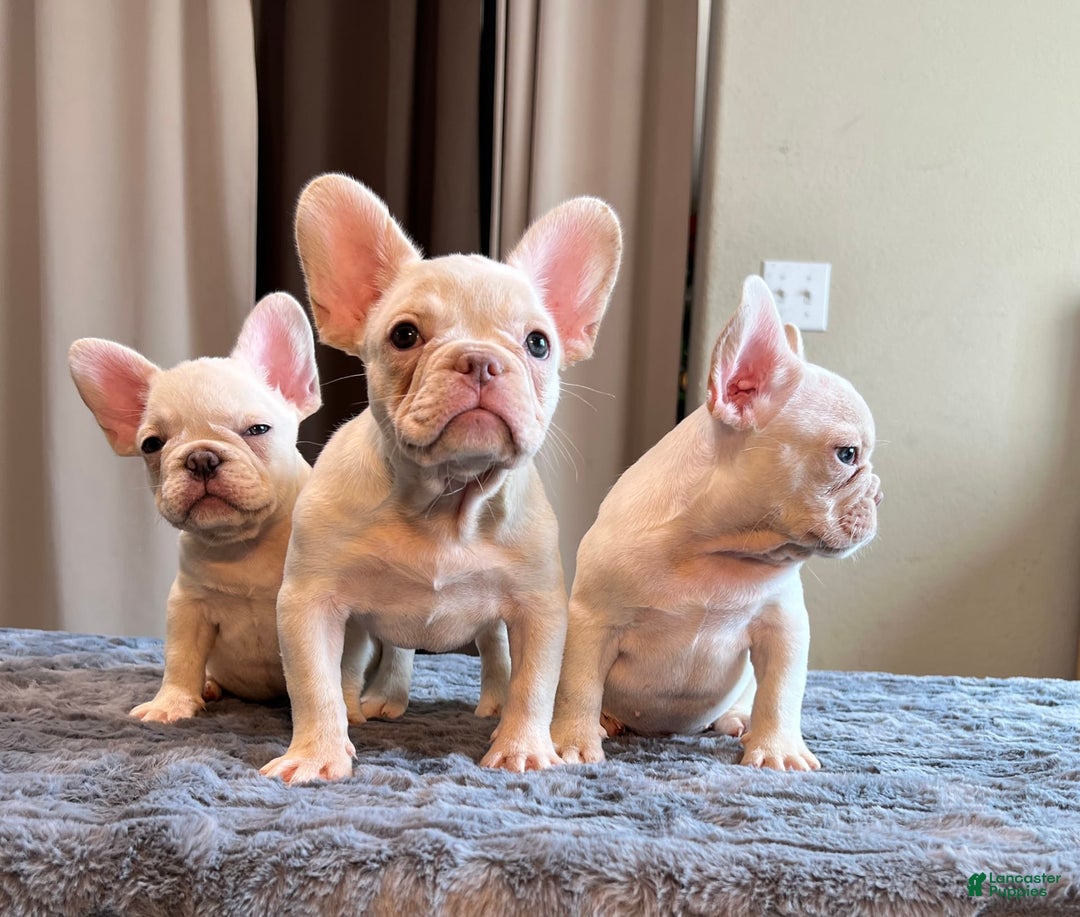 French Bulldog dogs for sale: Jo Jo - Image 3