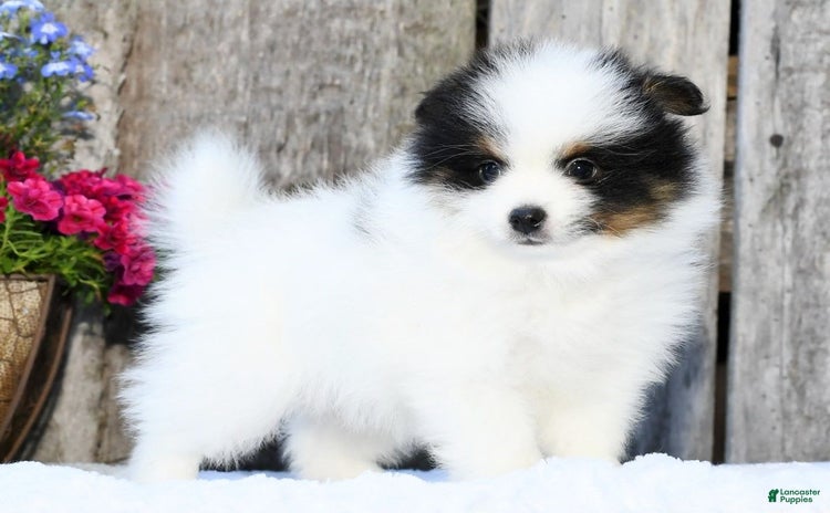 Pomeranian dogs - Advert 4