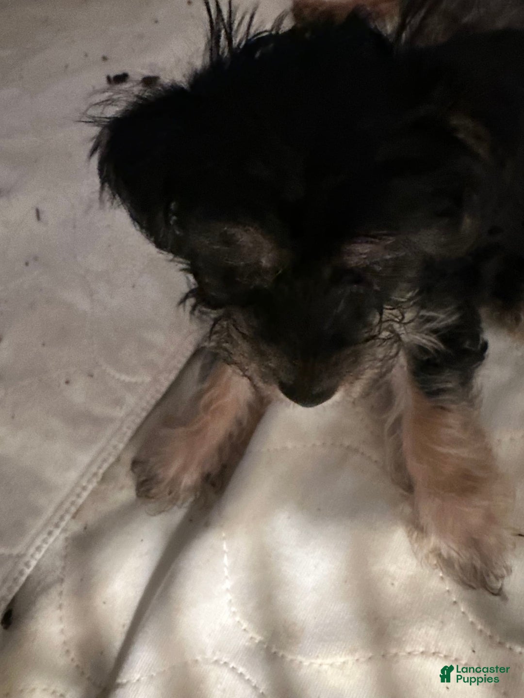 Yorkshire Terrier dogs for sale: Daisy - Image 5