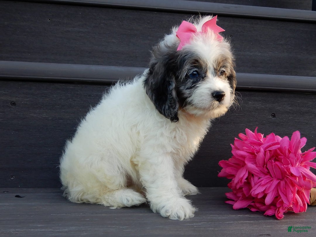 Cockapoo dogs for sale: Peaches - Image 1
