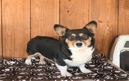 Welsh Corgi Pembroke dogs for sale: Toffee - Image 6
