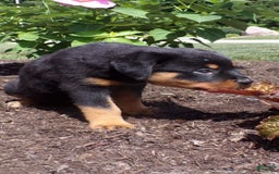 Rottweiler dogs for sale: Lavender - Image 9