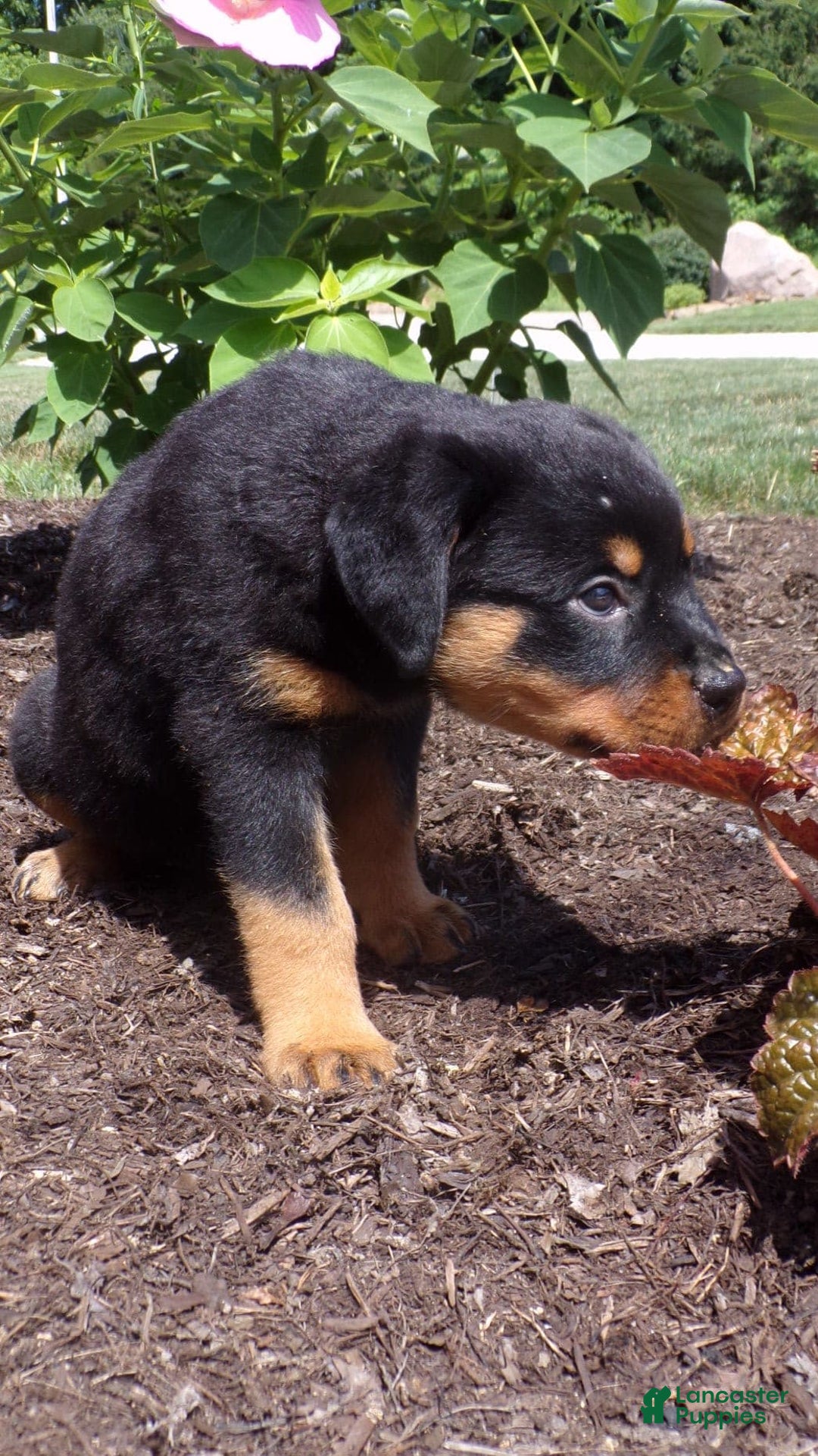 Rottweiler dogs for sale: Lavender - Image 9