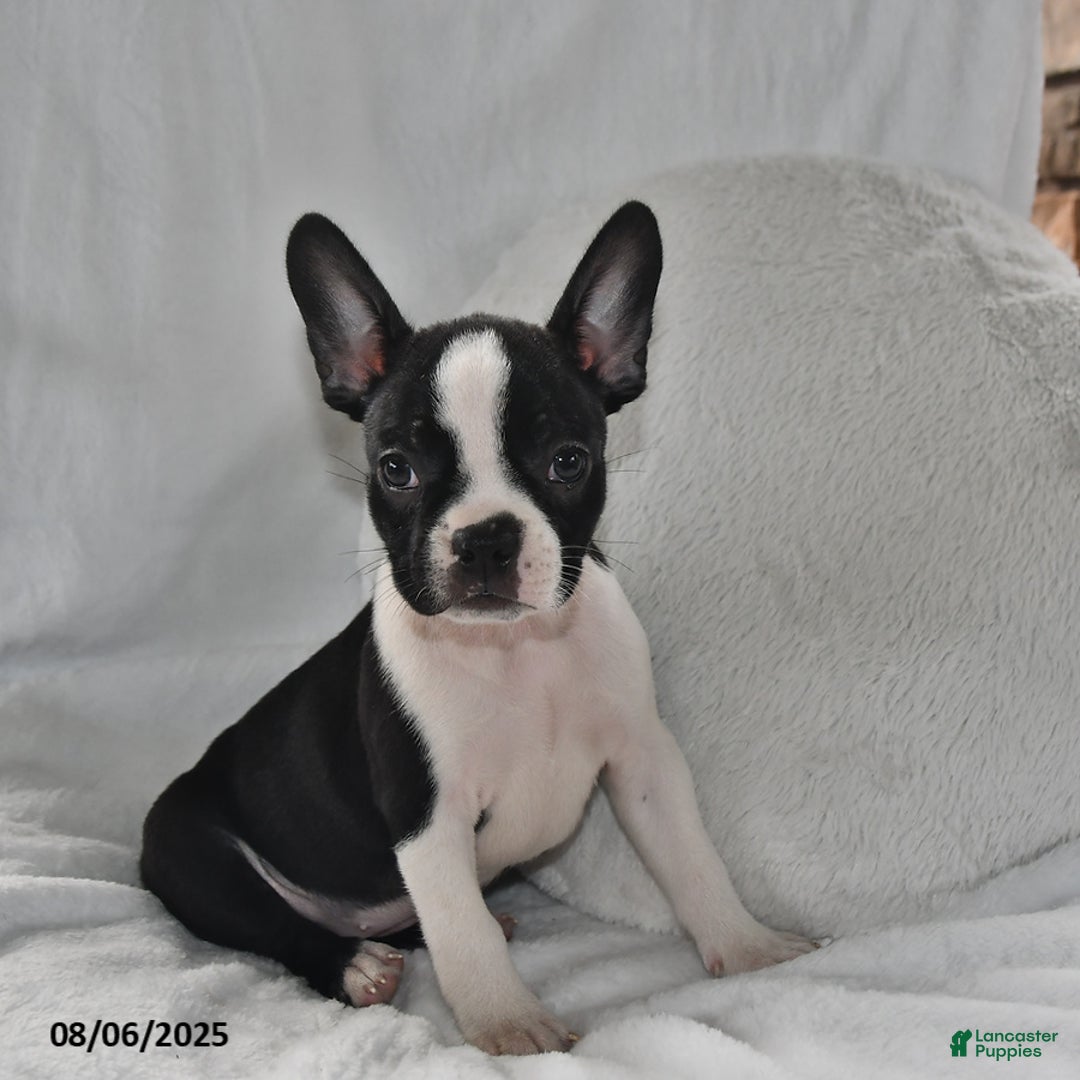 Boston Terrier dogs for sale: Roxie - Image 3