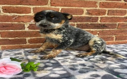 Australian Cattle Dog dogs for sale: Apple - Image 4