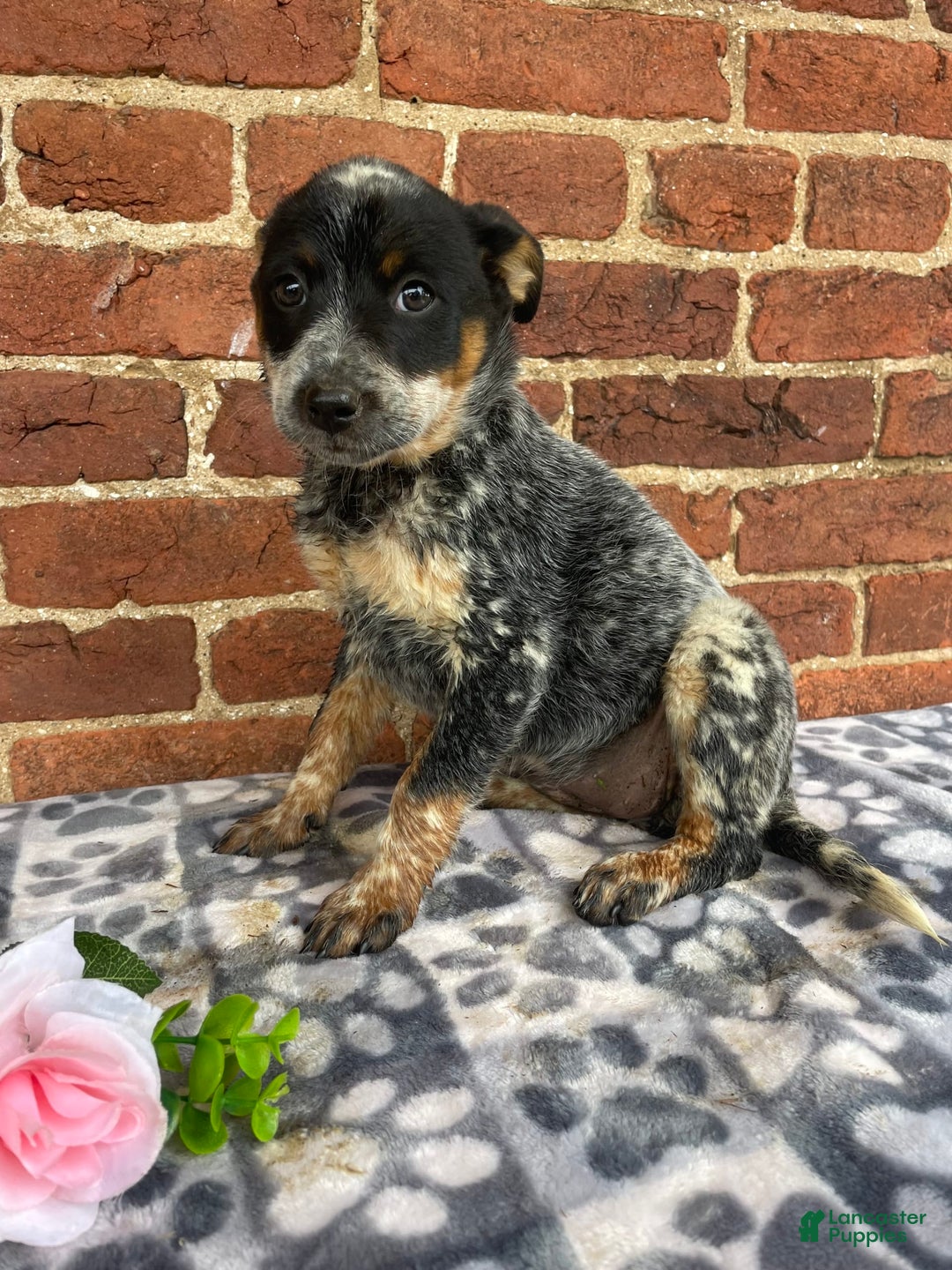 Australian Cattle Dog dogs for sale: Apple - Image 4