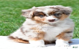 Australian Shepherd dogs for sale: Australian Shepherd 7 puppies - Image 1