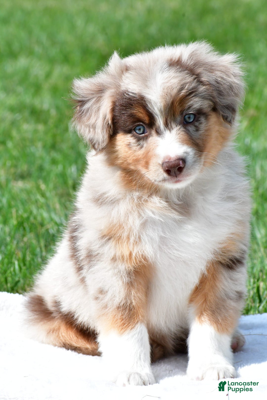 Australian Shepherd dogs for sale: Australian Shepherd 7 puppies - Image 1