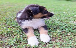 Australian Shepherd dogs for sale: Hardison - Image 8