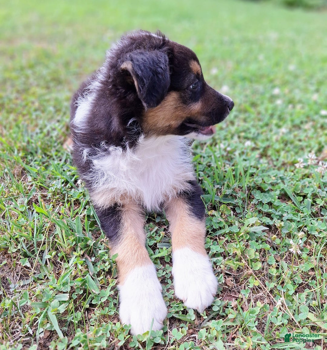 Australian Shepherd dogs for sale: Hardison - Image 8