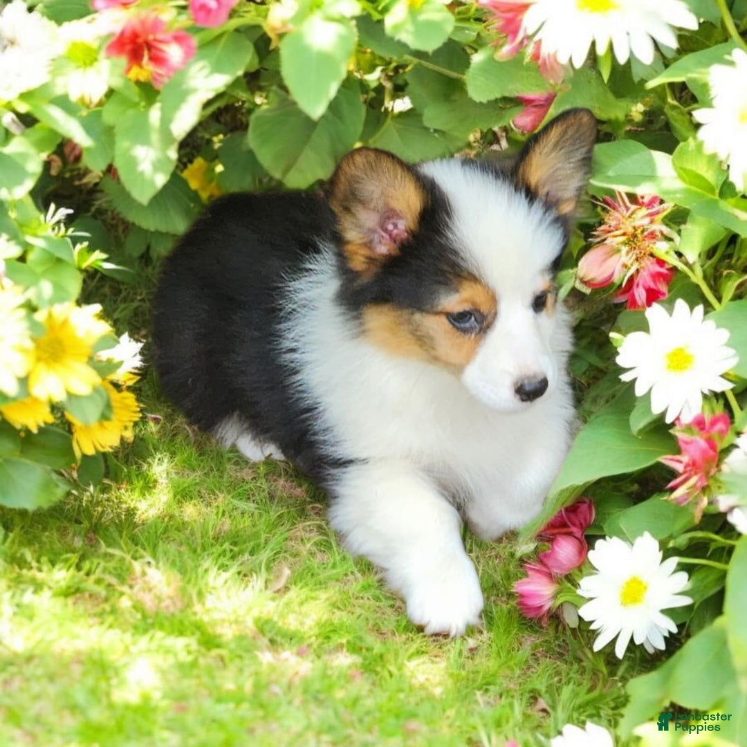 Welsh Corgi Pembroke dogs for sale: Trixie Fluffy - Image 7