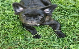 French Bulldog dogs for sale: Fluffy Female Liz - Image 11