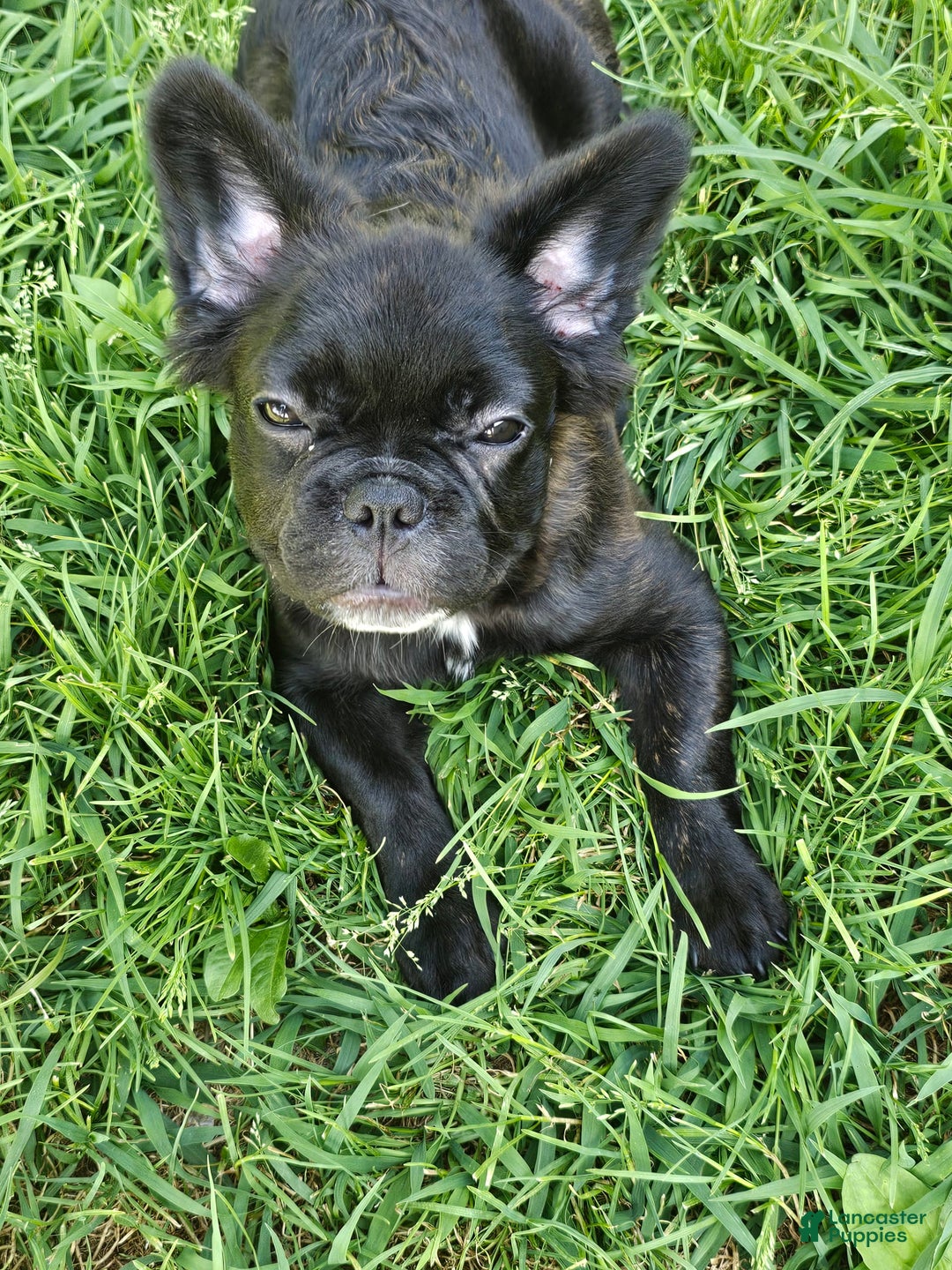 French Bulldog dogs for sale: Fluffy Female Liz - Image 11