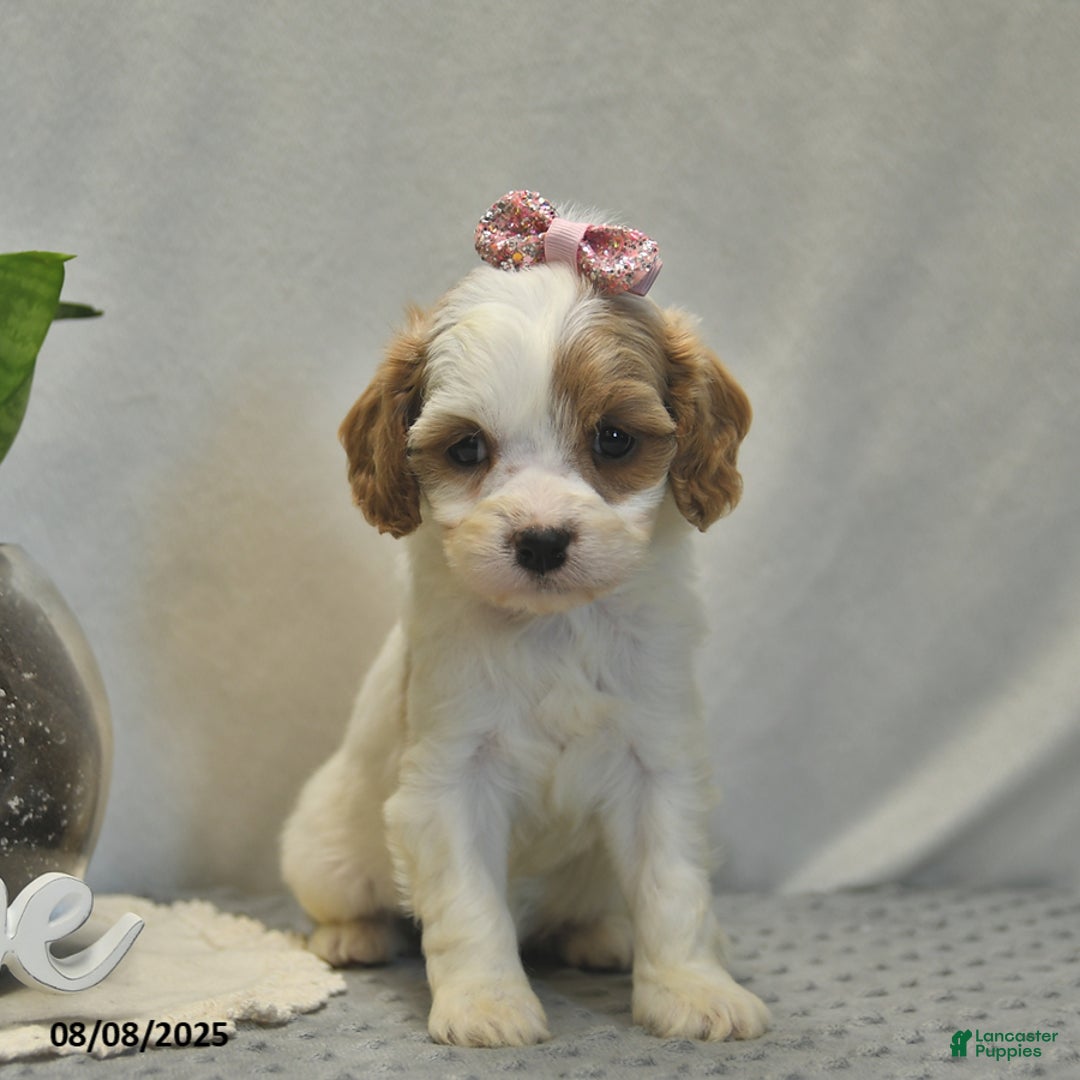 Cavapoo dogs for sale: Dancer - Image 4