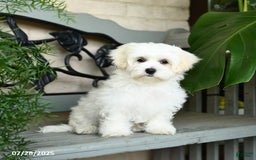 Maltese dogs for sale: Freya - Image 10