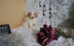 Mini Goldendoodle dogs for sale: Katie - Image 3