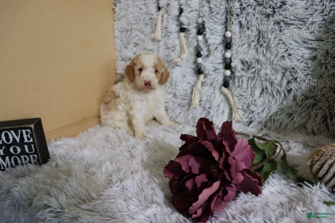 Mini Goldendoodle dogs for sale: Katie - Image 3