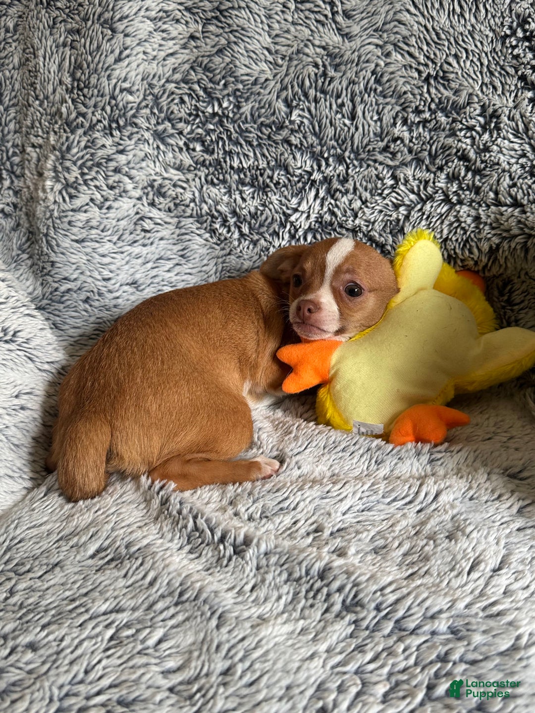 Chihuahua dogs for sale: Romeo - Image 18