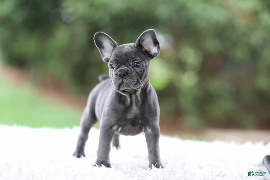 French Bulldog dogs for sale: Violet - Image 4