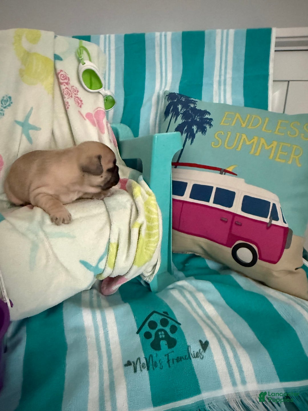 French Bulldog dogs for sale: Akc Fawn Black Mask - Image 2