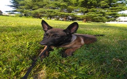 Belgian Malinois dogs for sale: Sierra - Image 4