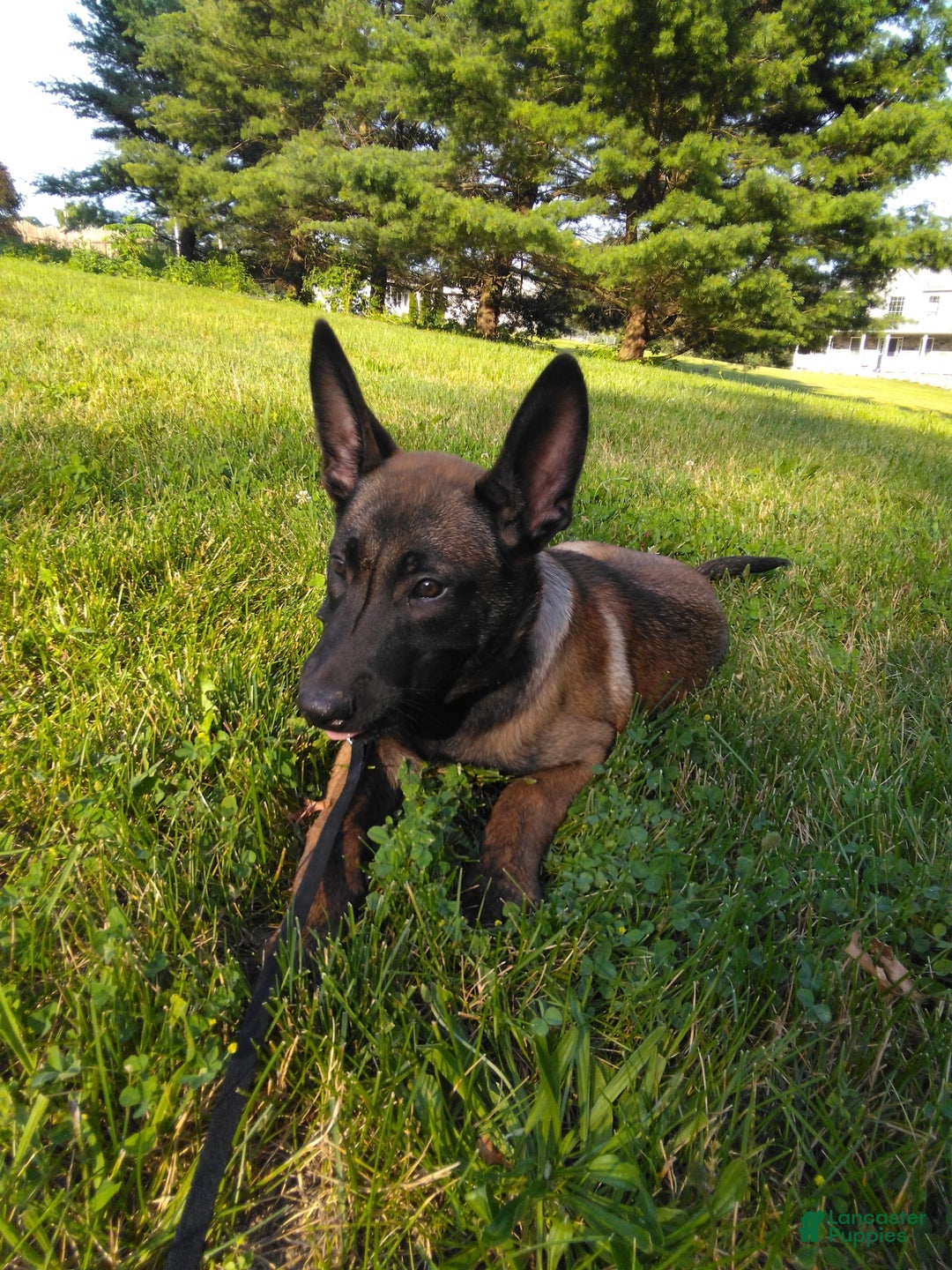 Belgian Malinois dogs for sale: Sierra - Image 4