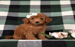 Mini Goldendoodle dogs for sale: Kamryn Hypoallergenic - Image 6