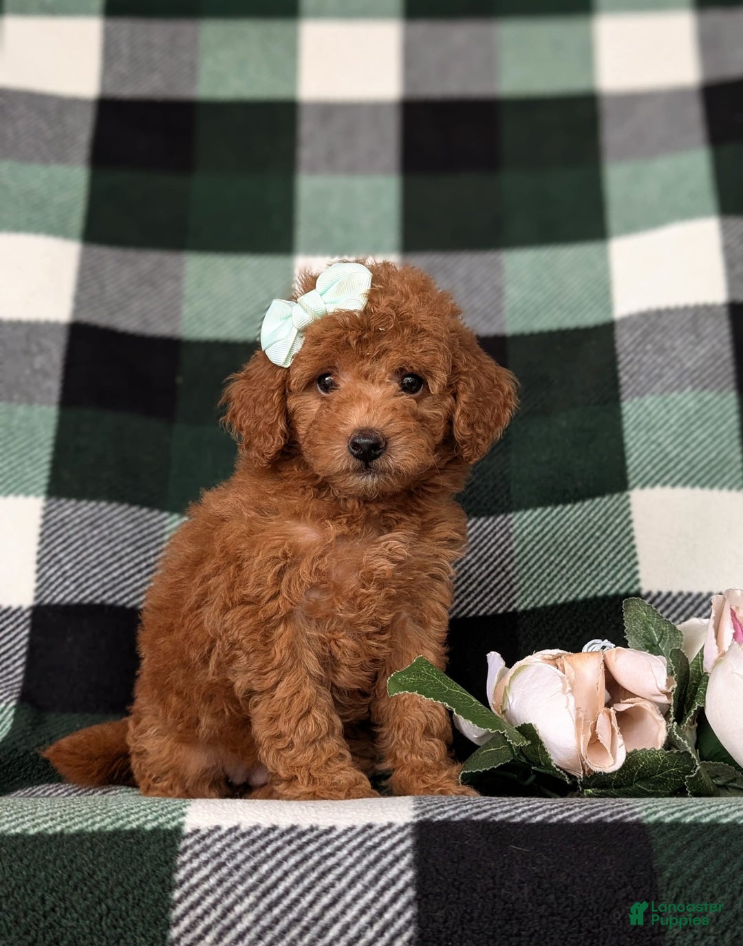 Mini Goldendoodle dogs for sale: Kamryn Hypoallergenic - Image 6